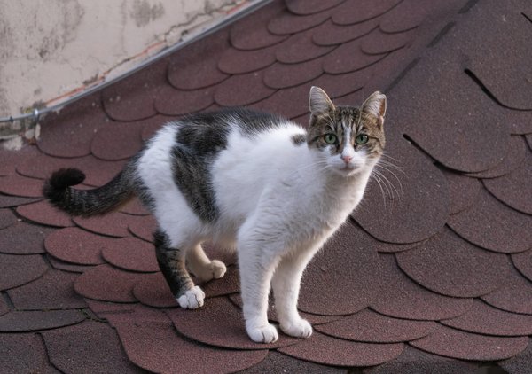 Die wichtigsten Dehnübungen für optimale Flexibilität im Turnen: So achtest du auf deine Beweglichkeit!